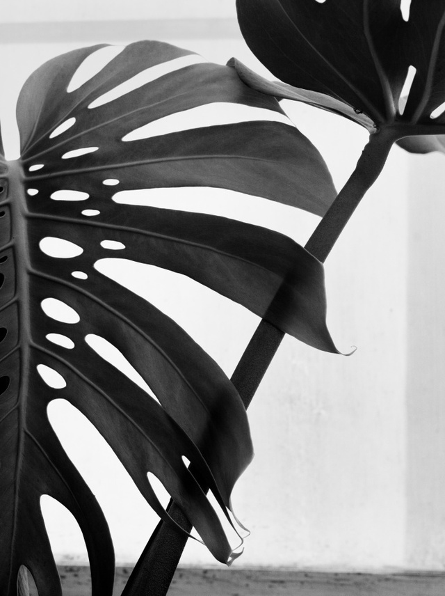 ▲ 04. Philodendron, 51x41cm, Platinum & Palladium Print, 1950s