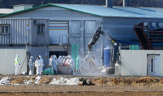 ▲ 화성에 이어 평택에도 고병원성 H5N6형 AI가 확진된 가운데 28일 평택시 한 산란계 농가에서 방역당국관계자들이 살처분 작업하기 위해 준비하고 있다. 조태형기자