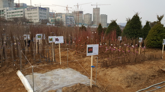 ▲ 광주성남하남산림조합 나무전시판매장 운영2 (2)