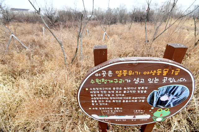 ▲ 수원 일월저수지 내 수원청개구리 대체서식처에서 발견된 쓰레기들