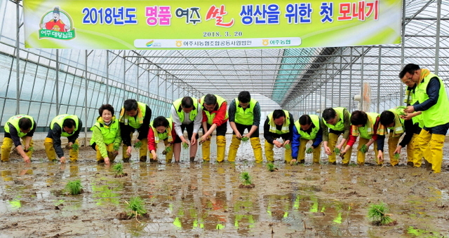 ▲ 절기상 춘분을 하루 앞둔 20일 여주시 우만동의 한 비닐하우스에서 열린 ‘2018년도 명품 여주 쌀 생산을 위한 첫 모내기’행사에서 원경희 여주시장과 관계자들이 모를 심고 있다. 이날 모내기에 사용된 품종은 극조생종인 진부올벼로 오는 7월 말경 약 1,000kg의 벼를 수확할 예정이다. 조태형기자