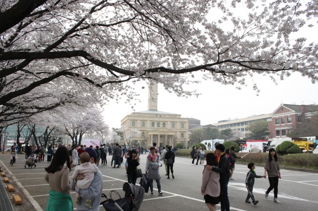 ▲ 평택대학교 벚꽃축제