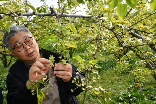 ▲ 이달 초 찾아온 때아닌 추위로 경기지역 배 농장마다 배꽃 냉해가 심각한 것으로 밝혀진 가운데 29일 남양주시 한 배 과수원에서 관계자가 피해를 살펴보고 있다. 농협중앙회 별내지점 관계자는 “안성, 가평, 남양주 등 배농가들이 큰 피해를 입었다”며 “올 해는 배 수확량이 크게 줄어들 뿐 아니라 상품가치도 떨어질 것으로 우려된다”고 말했다. 김시범기자