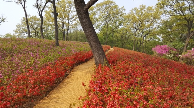 ▲ 월롱산철쭉2