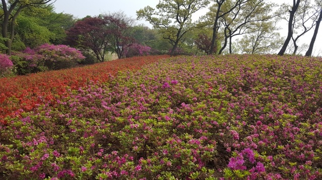▲ 월롱산 철쭉 1