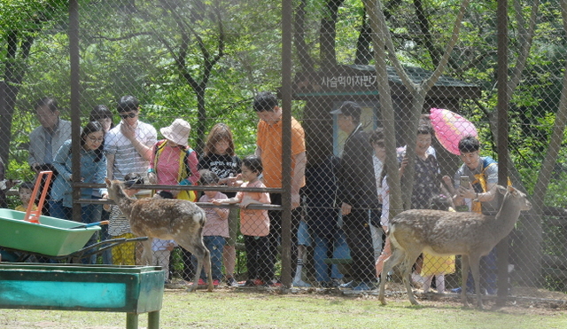크기변환_20180507 AI여파 재개장 첫 휴일맞은 인천대공원 동물원 JYJ_6832.jpg