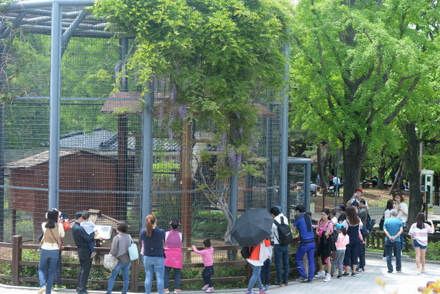 크기변환_20180507 AI여파 재개장 첫 휴일맞은 인천대공원 동물원 JYJ_6876.jpg