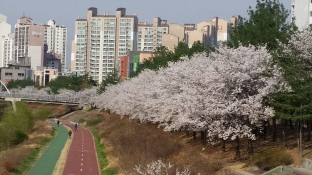 ▲ 지난 4월 벚꽃이 장관인 의정부 부용천 산책로(자전거길)