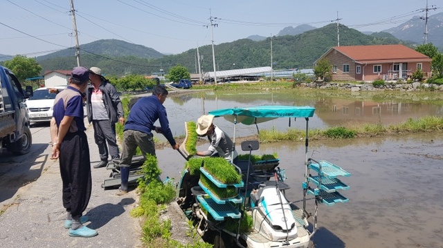 ▲ 조종면 모내기1