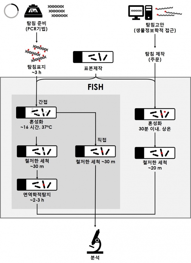 ▲ 그림 1. FISH 기법의 기존 방법(좌, 중)과 PLOP 탐침을 활용한 과정(우)의 비교