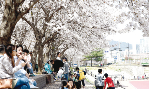 중랑천 산책로를따라 아름답게 핀 벚꽃을 시민들이 즐기고 있다.