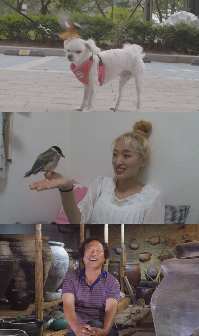 ▲ ▲ '순간포착 세상에 이런 일이'에서는 흰색 강아지만 공격하는 딱새, 물까치 육아일기 및 똥통에 빠진 남자 이야기가 소개된다. SBS