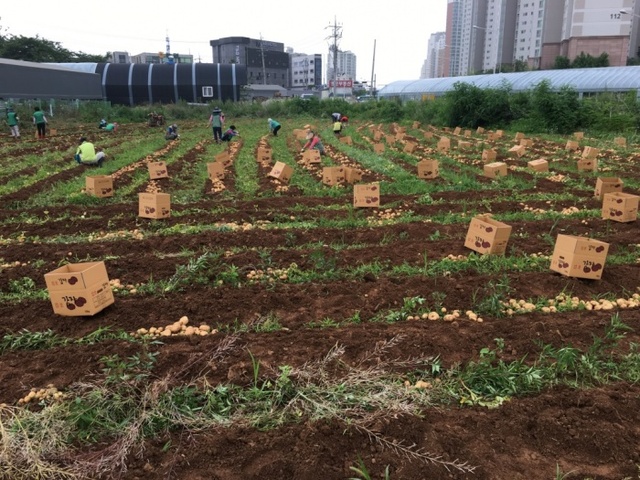 ▲ 양촌읍-남녀새마을지도자 감자 캐기 (1)