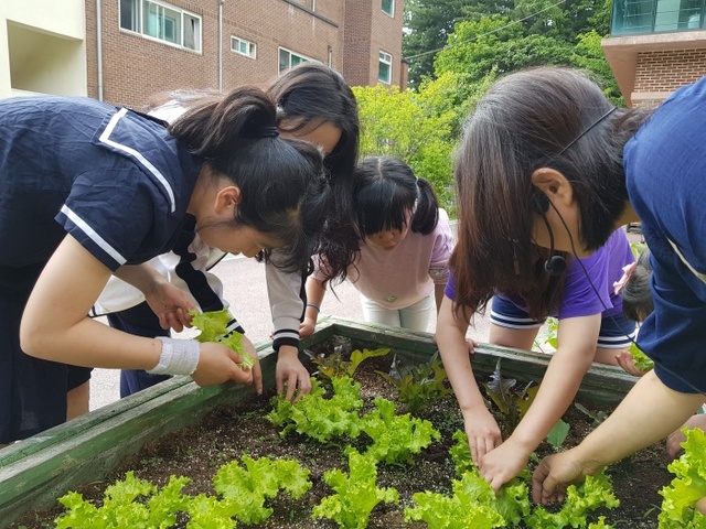 ▲ 자투리 텃밭프로그램