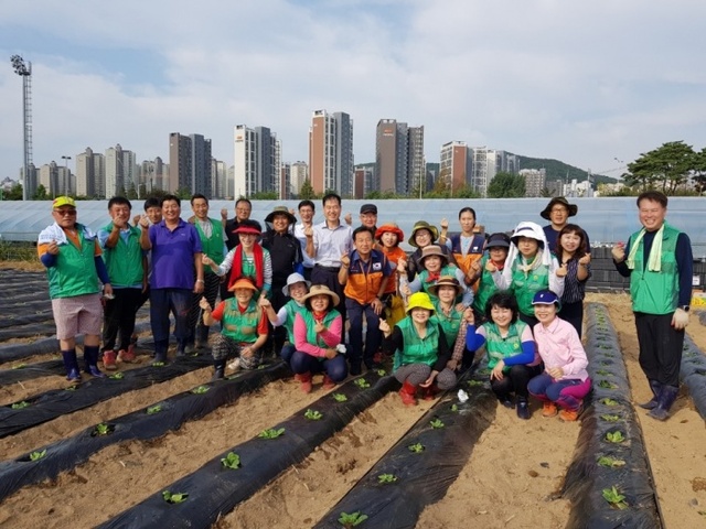 ▲ 광주시 광남동 새마을협의회, 배추심기 행사 개최 (1)
