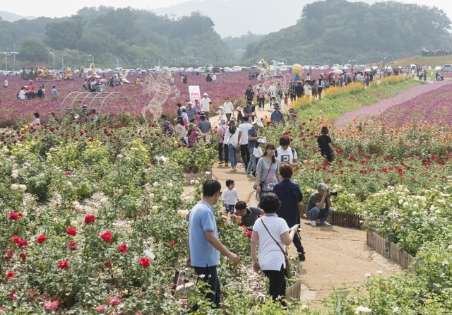 ▲ 천일홍 축제 인파