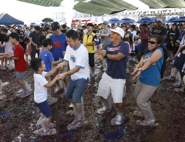 ▲ 포도축제 포도밟기 체험모습