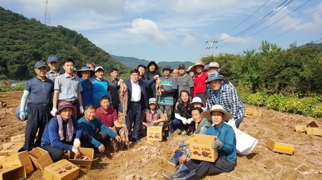 ▲ 농촌지도자 광주시연합회, 고구마로 행복밥상 차려요!