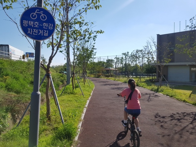 29일 용인시 기흥호수공원 자전거도로에서 안전모를 착용하지 않은 시민이 자전거를 타고 있는 모습. 채태병기자