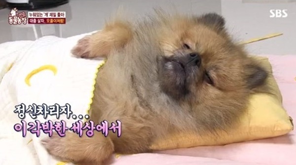 ▲ SBS 'TV 동물농장' 방송 캡처. SBS