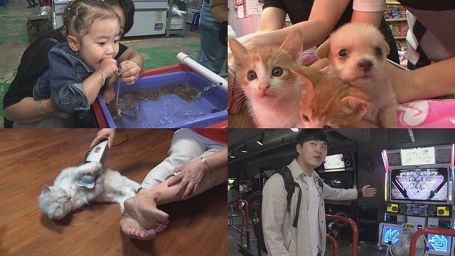 ▲ '순간포착 세상에 이런 일이'는 '산낙지 베이비' '별난 고양이들' '안마받는 고양이' '펌프의 神' 편으로 꾸며진다. SBS