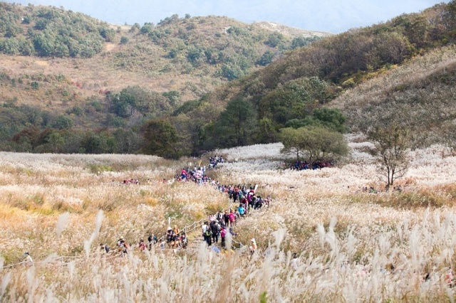 ▲ 억새꽃으로 장관을 이룬 포천억새꽃축제_