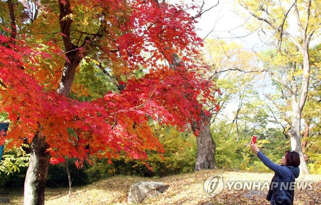 ▲ 28일 충남 공주시 계룡산 갑사를 찾은 한 나들이객이 곱게 물든 단풍을 카메라에 담고 있다. 연합뉴스