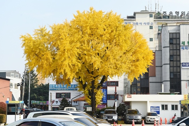 ▲ 여주시청 은행나무 단풍3