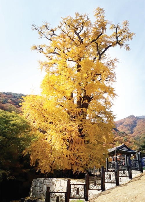 용문사 은행나무. 용문사 제공