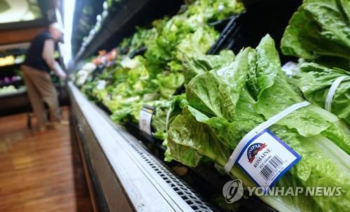로메인 상추. (AFP=연합뉴스 자료사진)