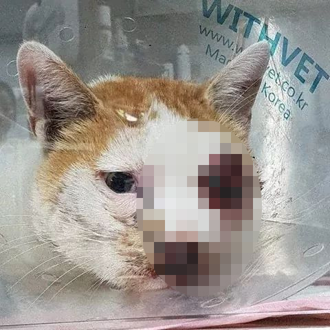 지난 10일 수원 광교호수공원에서 고양이가 안구 돌출 및 피가 흐르는 상태로 발견됐다. 독자제공