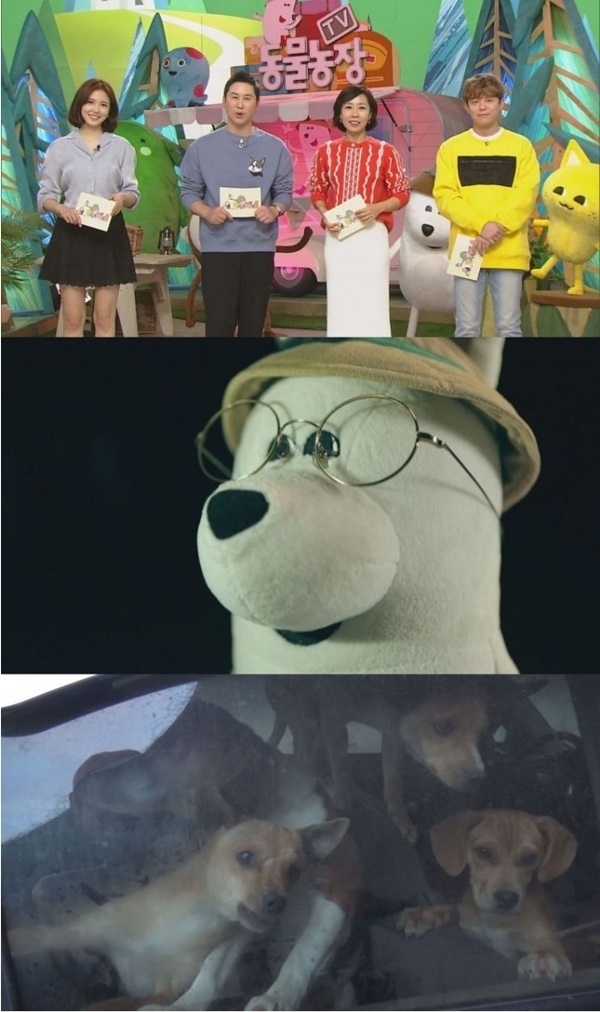 SBS 'TV동물농장' 방송 캡처. SBS