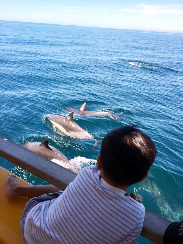 뉴질랜드 곳곳에서 배 타고 몇 시간 나가면 수십, 수백 마리의 돌고래가 따라오며 묘기를 부리는 멋진 장면을 감상할 수 있다.
