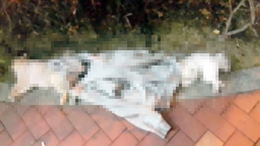 부산 해운대 고층 오피스텔에서 강아지 3마리가 떨어져 죽은 채로 발견됐다. 연합뉴스
