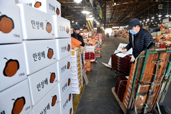 설 명절을 보름 앞둔 20일 수원농수산물도매시장에 벌써부터 산지에서 출하된 사과, 배 등 과일이 손님을 기다리고 있다.전형민기자