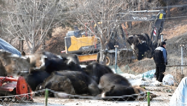 구제역 위기경보가 ‘주의’에서 ‘경계’ 단계로 격상된 30일 안성시 금광면의 한 젖소농장에서 살처분 작업이 진행되자 농장 관계자가 안타까운 시선으로 바라보고 있다. 이날 방역당국은 지난 28일 구제역이 처음 확진된 금광면의 젖소 농장 반경 500m 이내 농장의 소와 돼지 약 600마리에 대해 예방적 살처분을 진행했다. 윤원규 수습기자