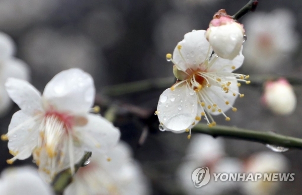 남부지역에 눈과 비가 내린 지난달 31일 부산 해운대구 센텀시티 한 도로변에 꽃망울을 활짝 터뜨린 매화가 빗물을 머금고 자태를 뽐내고 있다. [연합뉴스 자료사진]