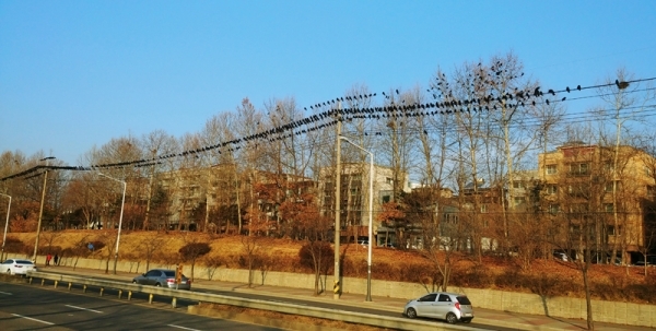안산시 본오동 일대에 까마귀떼가 몰려들어 전깃줄 위에 떼지어 앉아있는 모습. 독자 최종인씨 제공