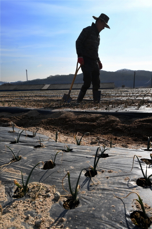 26일 성큼 다가온 봄을 맞아 이천시 마장면 표교리의 한 양파밭에서 농민이 양파 새싹들을 돌보고 있다. 윤원규 수습기자