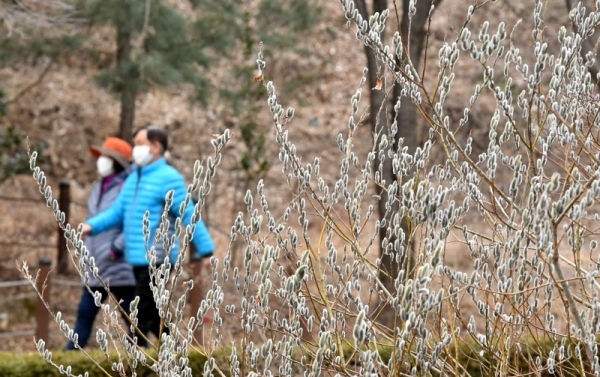 수도권지역 낮 최고기온이 영상 15도 안팎까지 오르는 포근한  날씨를 보인 3일 극심한 미세먼지 속에서도 수원 광교산을 찾은 등산객들이 만개한 버들개지를 구경하며 산행을 하고 있다. 김시범기자