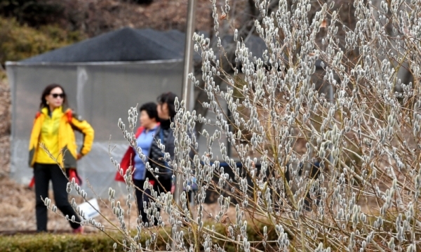 수도권지역 낮 최고기온이 영상 15도 안팎까지 오르는 포근한  날씨를 보인 3일 극심한 미세먼지 속에서도 수원 광교산을 찾은 등산객들이 만개한 버들개지를 구경하며 산행을 하고 있다. 김시범기자