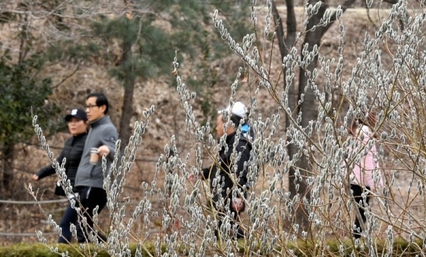수도권지역 낮 최고기온이 영상 15도 안팎까지 오르는 포근한  날씨를 보인 3일 극심한 미세먼지 속에서도 수원 광교산을 찾은 등산객들이 만개한 버들개지를 구경하며 산행을 하고 있다. 김시범기자