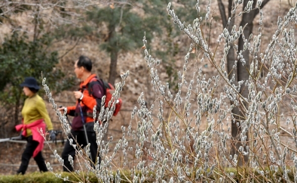 수도권지역 낮 최고기온이 영상 15도 안팎까지 오르는 포근한  날씨를 보인 3일 극심한 미세먼지 속에서도 수원 광교산을 찾은 등산객들이 만개한 버들개지를 구경하며 산행을 하고 있다. 김시범기자
