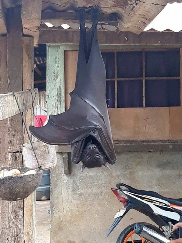 황금볏과일박쥐로 알려진 정체불명의 박쥐. 온라인 커뮤니티