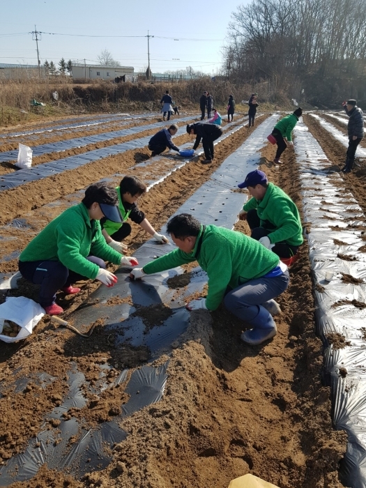 ▲ 10-2. 생연2동 새마을남녀지도자, 사랑의 감자 심기