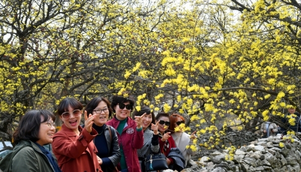 '2019 이천백사산수유꽃 축제' 개막을 하루 앞둔 28일 이천시 백사면 도립리마을에서 봄나들이 나온 시민들이 노랗게 만개한 산수유꽃을 감상하며 봄 정취를 즐기고 있다. 개화기를 맞아 이번 주말부터 경기지역 지자체마다 봄 꽃 관련 축제들이 줄줄이 이어지고 있다. 김시범기자