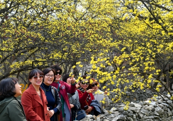 '2019 이천백사산수유꽃 축제' 개막을 하루 앞둔 28일 이천시 백사면 도립리마을에서 봄나들이 나온 시민들이 노랗게 만개한 산수유꽃을 감상하며 봄 정취를 즐기고 있다. 개화기를 맞아 이번 주말부터 경기지역 지자체마다 봄 꽃 관련 축제들이 줄줄이 이어지고 있다. 김시범기자