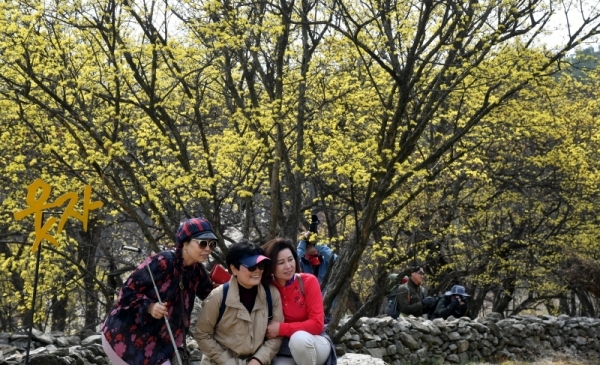 '2019 이천백사산수유꽃 축제' 개막을 하루 앞둔 28일 이천시 백사면 도립리마을에서 봄나들이 나온 시민들이 노랗게 만개한 산수유꽃을 감상하며 봄 정취를 즐기고 있다. 개화기를 맞아 이번 주말부터 경기지역 지자체마다 봄 꽃 관련 축제들이 줄줄이 이어지고 있다. 김시범기자