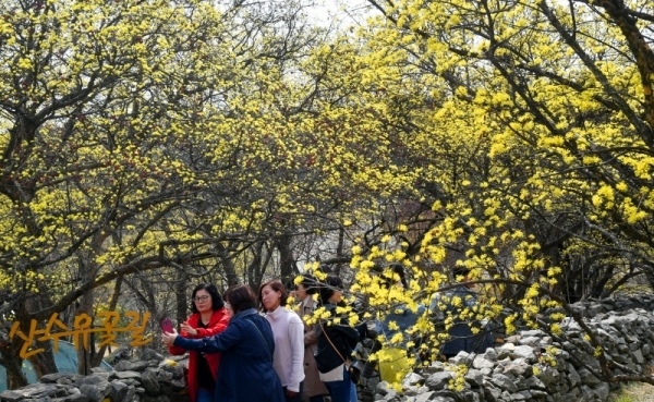 '2019 이천백사산수유꽃 축제' 개막을 하루 앞둔 28일 이천시 백사면 도립리마을에서 봄나들이 나온 시민들이 노랗게 만개한 산수유꽃을 감상하며 봄 정취를 즐기고 있다. 개화기를 맞아 이번 주말부터 경기지역 지자체마다 봄 꽃 관련 축제들이 줄줄이 이어지고 있다. 김시범기자
