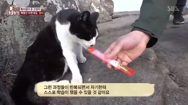 '동물농장'에 소개된 북병산 안내묘 '양이'. SBS